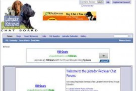 LABRADOR RETRIEVER|拉布拉多犬论坛：lab-retriever.net