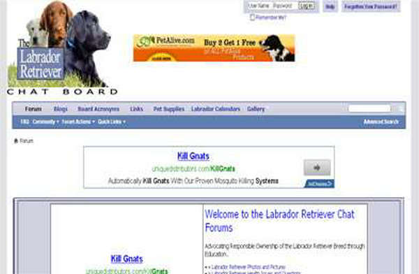 LABRADOR RETRIEVER|拉布拉多犬论坛：lab-retriever.net