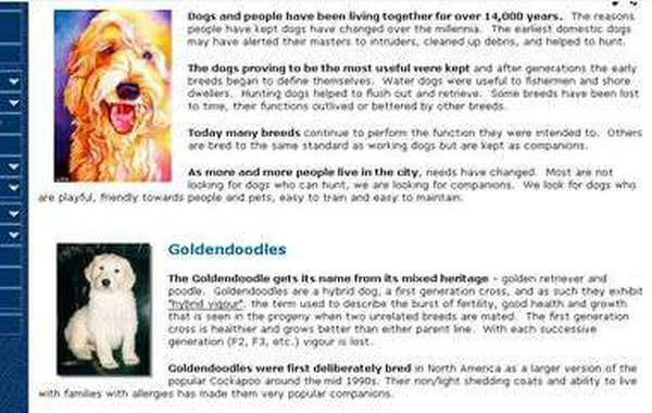 GOLDENDOODLES|金毛网：goldendoodles.com