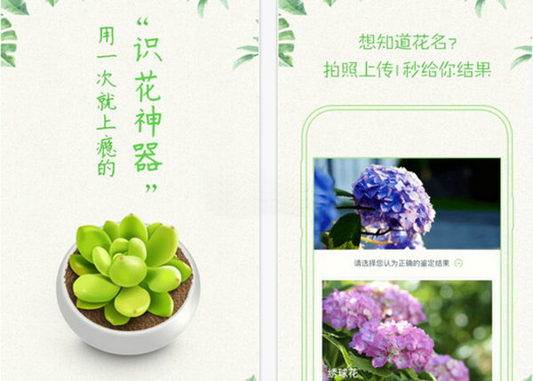 形色植物拍照识别应用：www.xingseapp.com